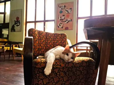 Kočkafe Schrödinger, Brno